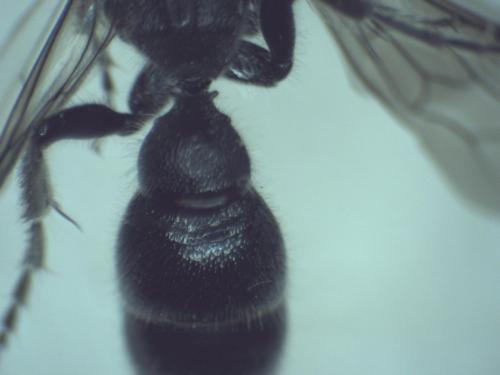 Pseudotiphia villosa